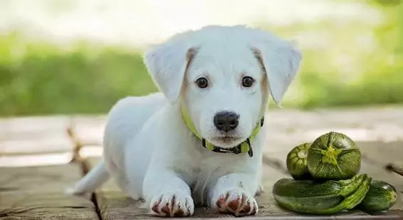 狗能吃西葫蘆嗎？狗狗吃西葫蘆的好處