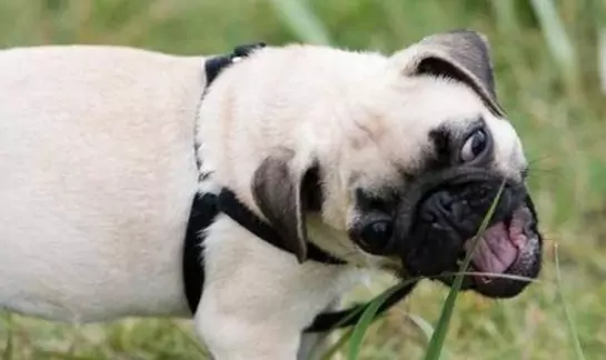狗吃草可以嗎？