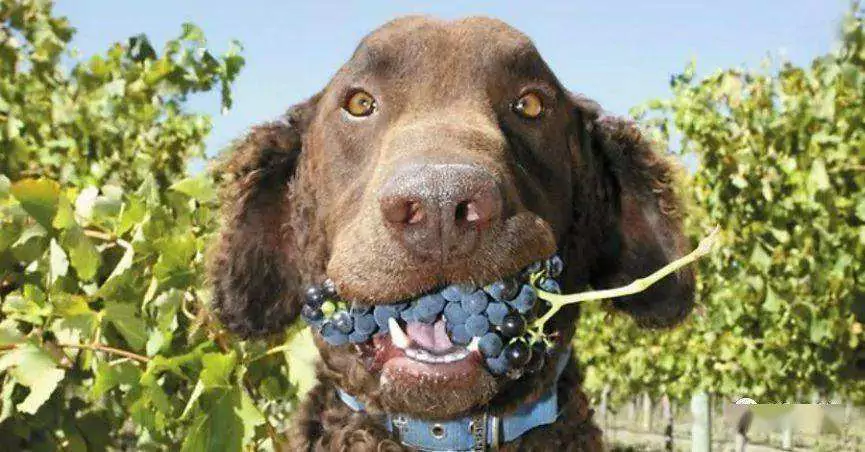 狗可以吃葡萄嗎？狗狗吃葡萄后的中毒癥狀