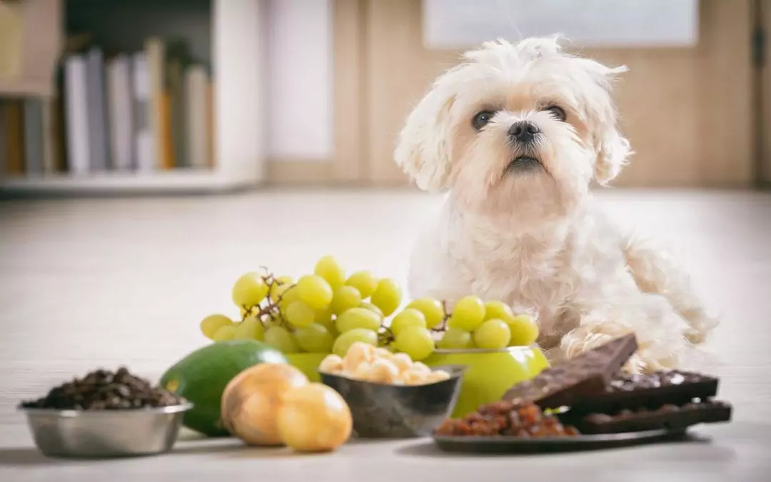 為什么狗不能吃葡萄？狗狗吃葡萄到底會不會中毒？
