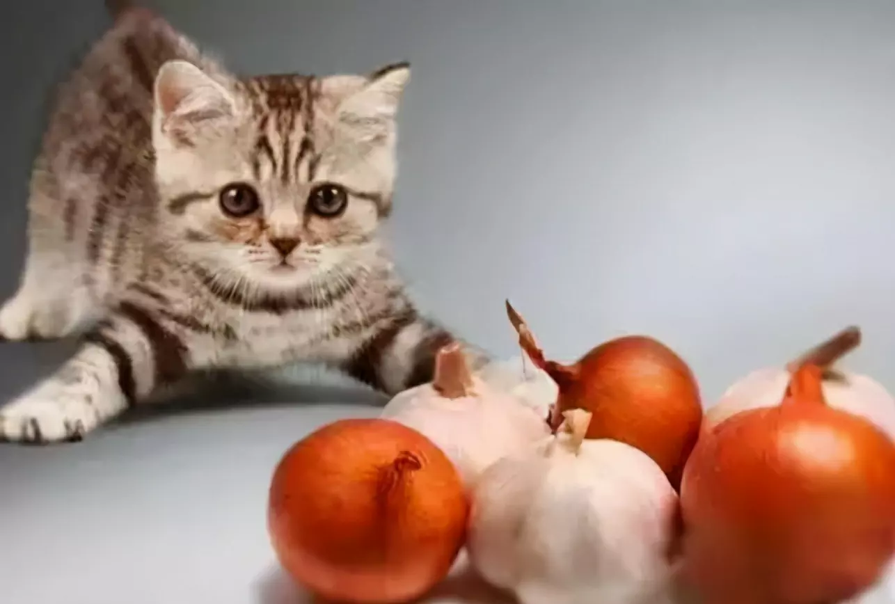 貓能吃大蒜嗎？為什么洋蔥和大蒜貓咪不能吃？