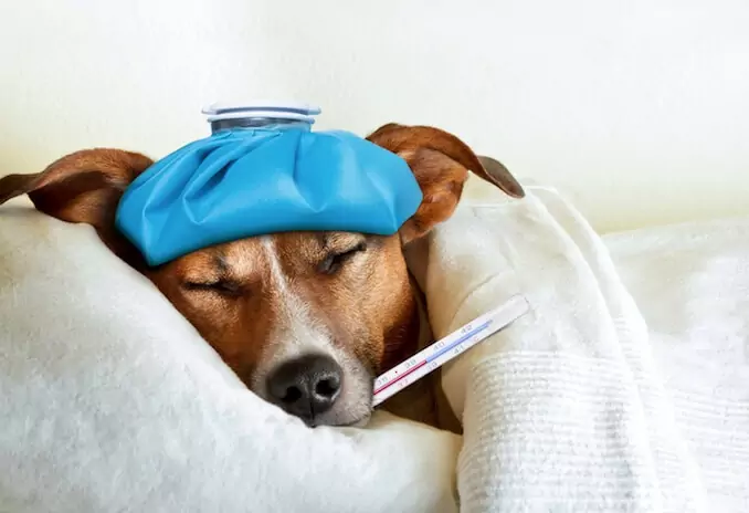 如何判斷你的狗是否發燒？導致狗狗發燒的原因