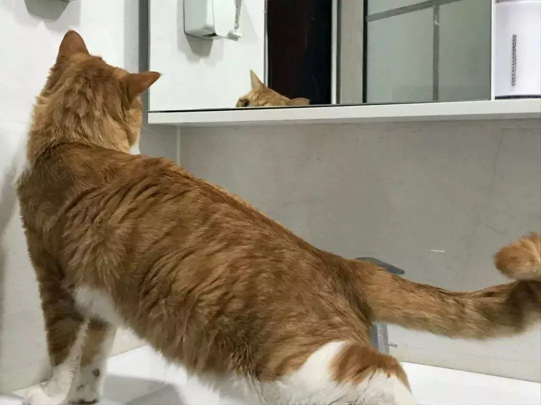 為什么我的貓跟著我去洗手間？