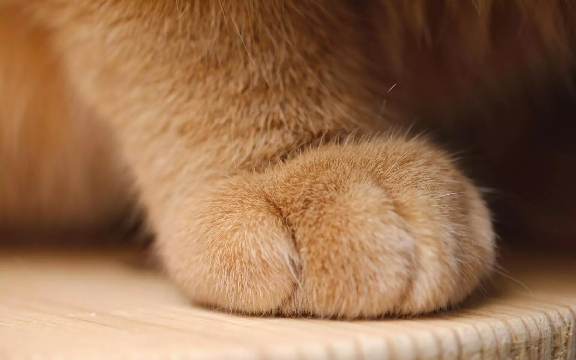 一只貓有多少個腳趾？