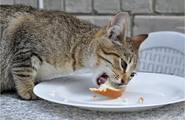 貓能吃面包嗎？貓咪為什么愛吃面包？