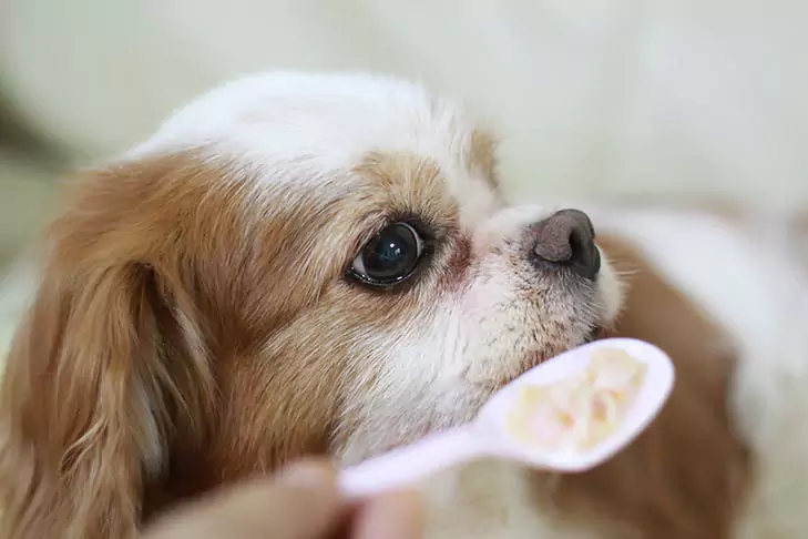 狗能吃燕麥片嗎？狗狗吃燕麥的好處