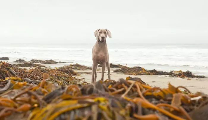 狗能吃海藻嗎？海帶、海藻有什么區別？