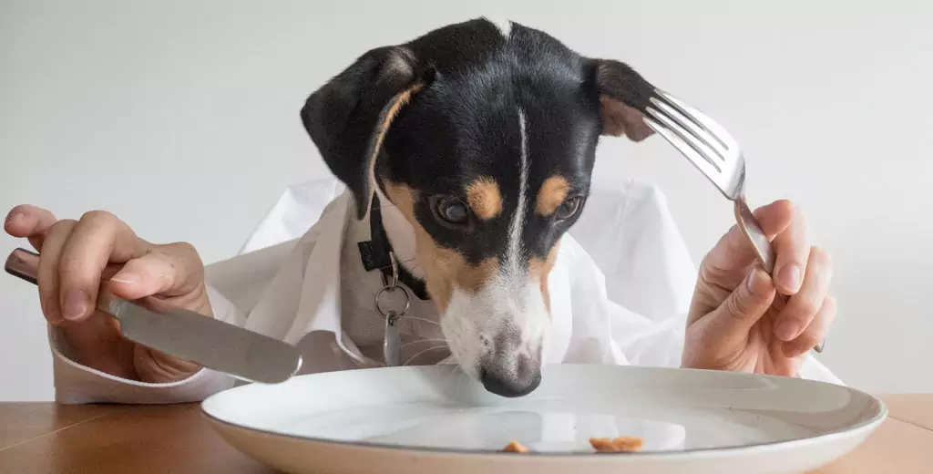 狗能吃土豆嗎？狗狗吃土豆有什么好處？狗狗可以吃土豆泥？
