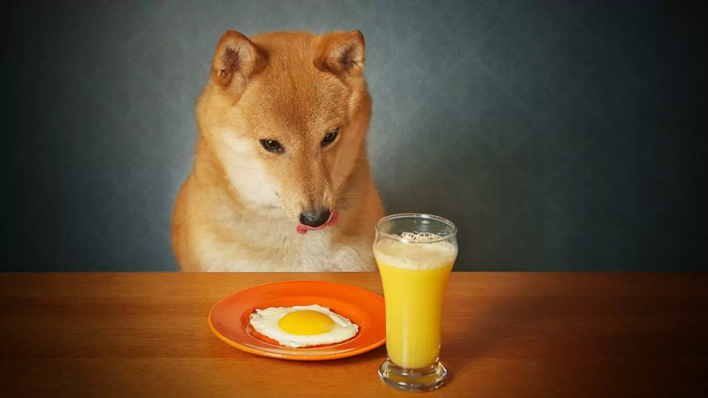 狗能喝橙汁嗎？