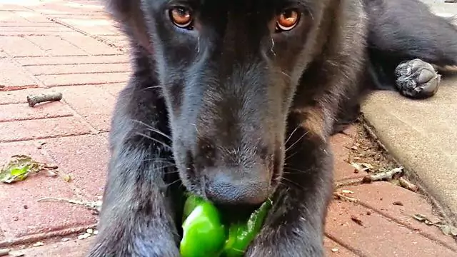 狗能吃青椒嗎？狗吃青椒了怎么辦