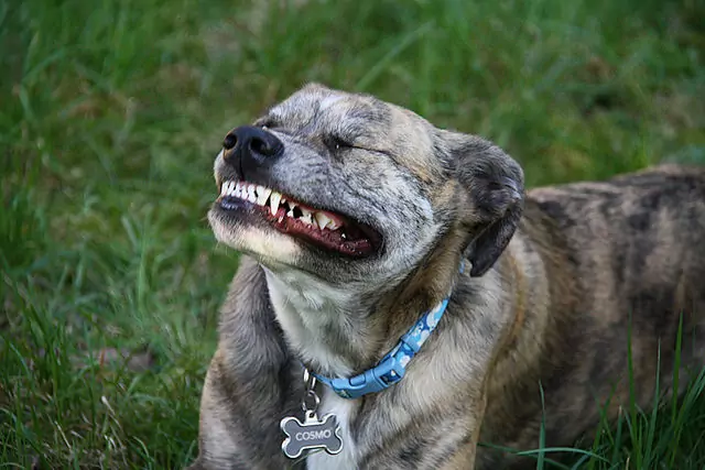 狗的牙齒會掉嗎？