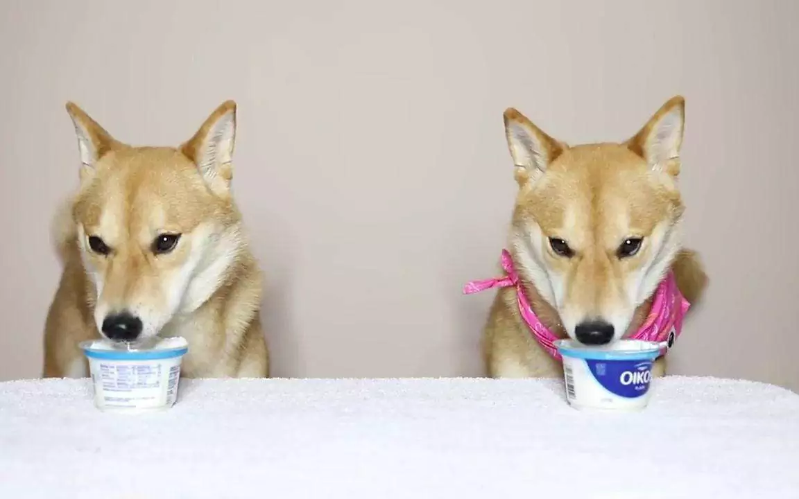 狗能吃酸奶嗎？狗狗喝酸奶有哪些好處？