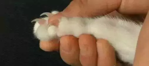 如何修剪貓爪？貓腳上的毛需要剃嗎