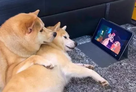 狗能看電視嗎？狗在電視上看到什么？