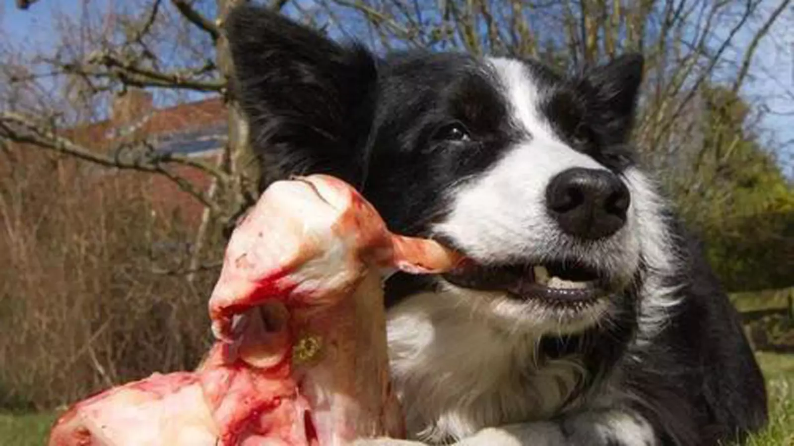 狗能吃生牛肉嗎？狗狗吃牛肉的好處和壞處
