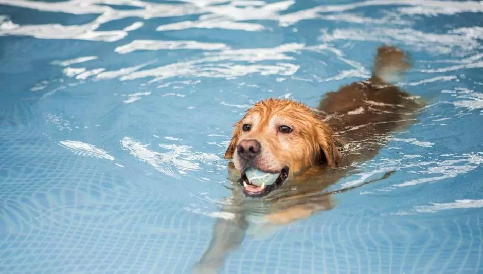 所有的狗都會游泳嗎？
