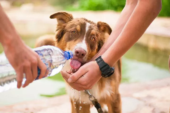 狗應該喝多少水？