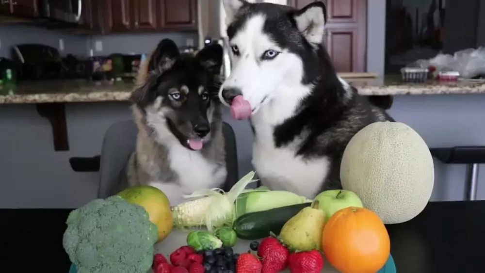 狗能吃蔬菜嗎？哪些蔬菜狗狗愛吃？