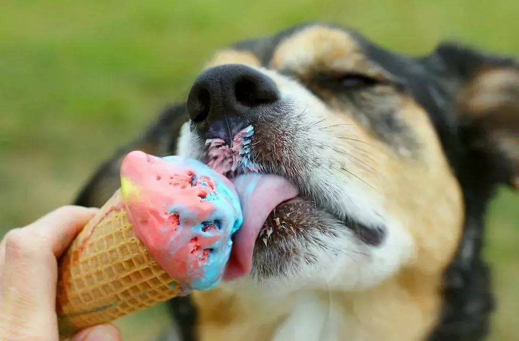 狗能吃冰淇淋嗎？狗狗吃冰淇淋潛在的健康問題