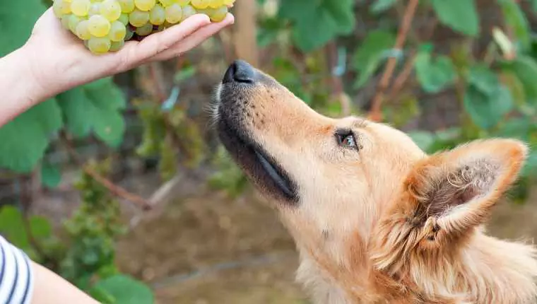 狗能吃葡萄干嗎？葡萄的毒性、狗狗中毒癥狀