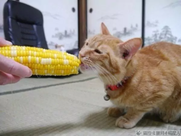 貓能吃玉米嗎？養貓咪的小知識