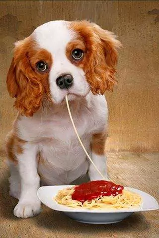 狗能吃意大利面嗎?狗狗長期吃面條有什么害處