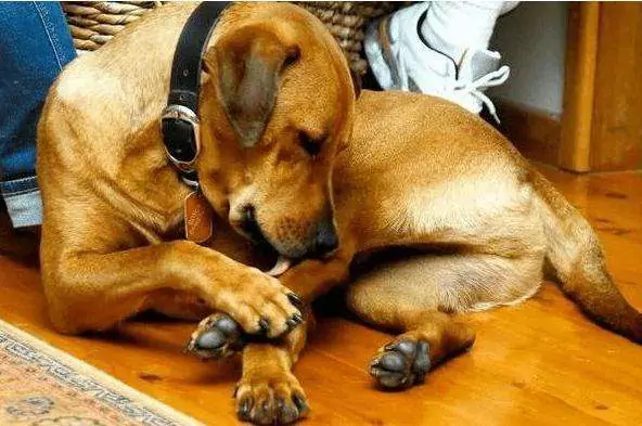 為什么狗會舔爪子?狗狗舔爪該如何治療