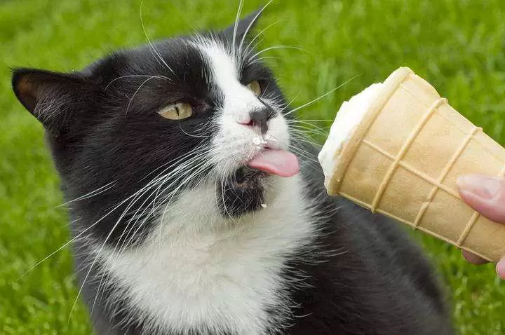 貓能吃冰淇淋嗎？貓能吃酸奶嗎