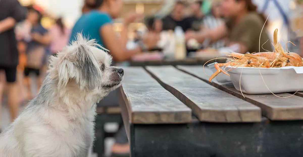 狗能吃蝦嗎？蝦對狗狗來說，有益嗎？