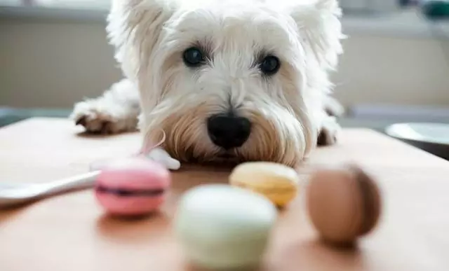 狗能吃糖嗎？