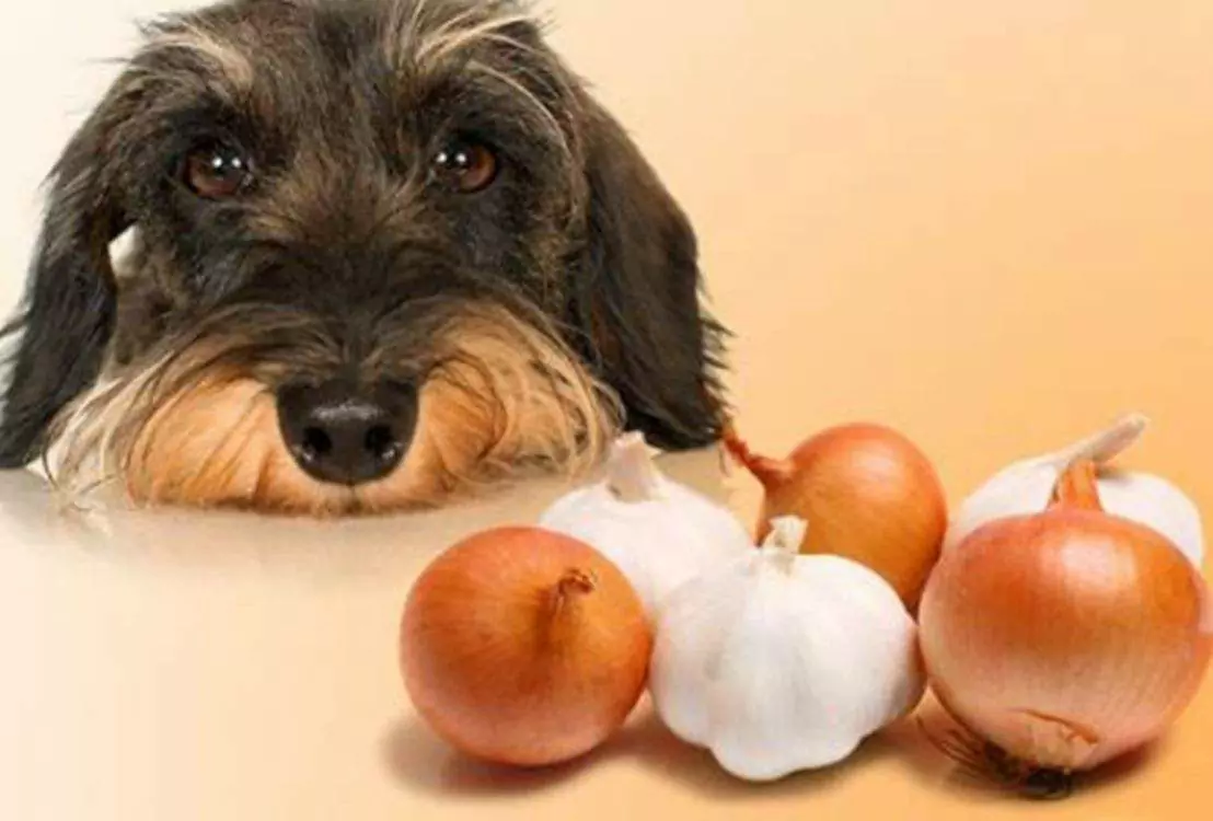 狗能吃洋蔥嗎？為什么洋蔥對狗狗有毒