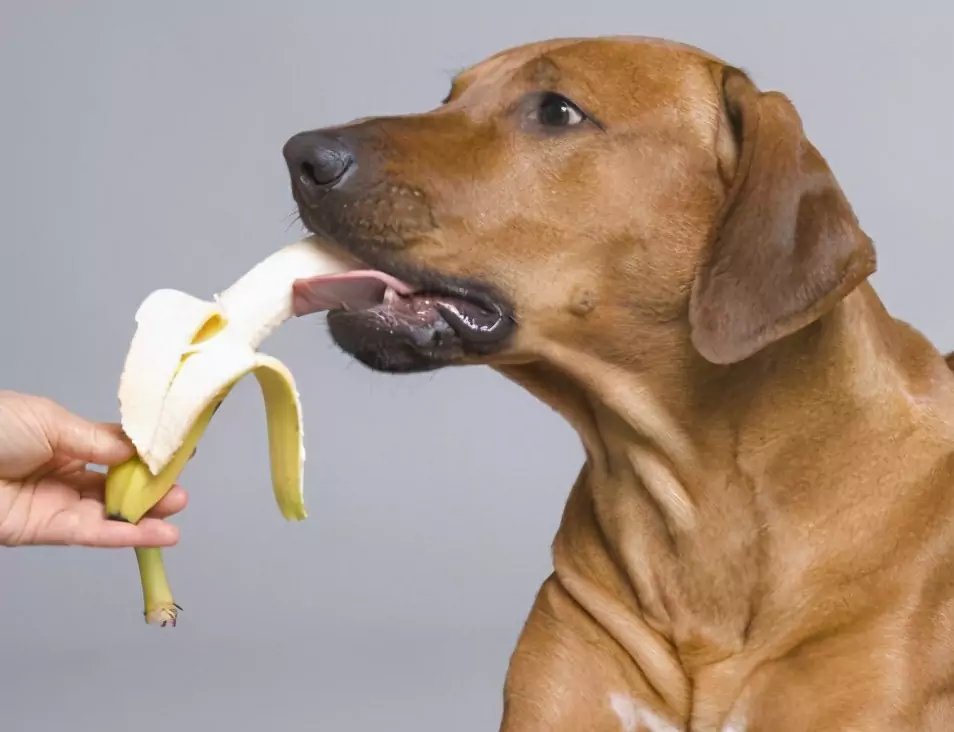 狗能吃什么水果？給狗狗吃水果的利避及注意事項