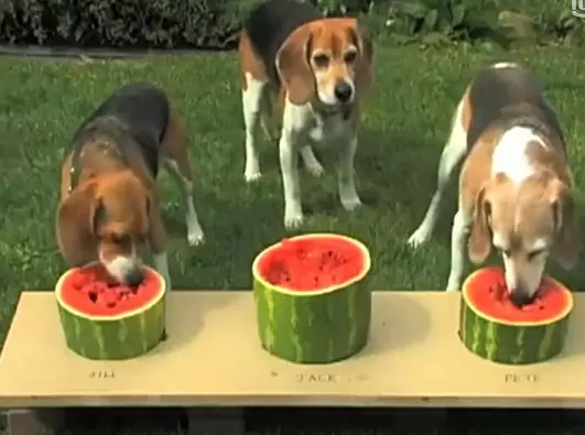 狗能吃西瓜嗎？狗狗吃西瓜的好處有哪些？