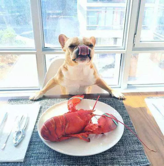 狗能吃龍蝦嗎?喂養狗狗注意事項