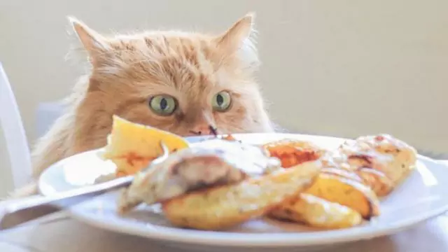 貓能吃雞肉嗎？雞肉各部位的營養