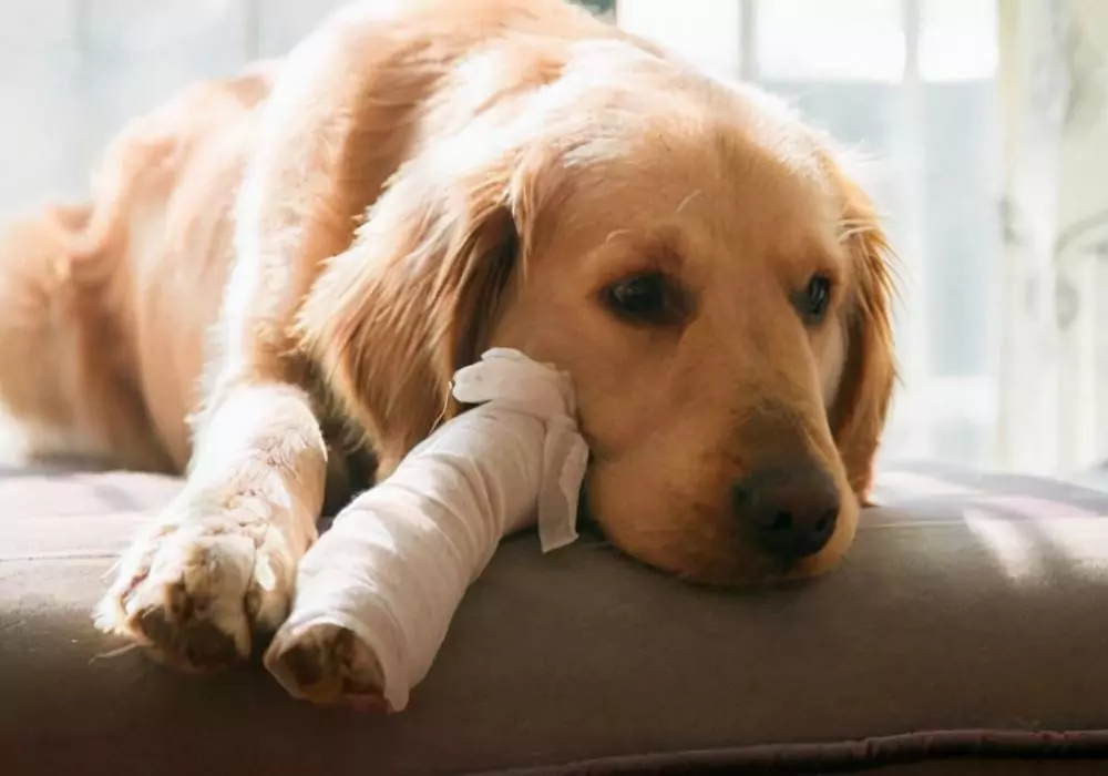 如何在家治療跛行的狗？