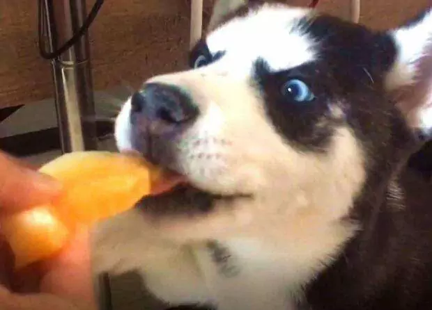 狗能吃甜瓜嗎?狗的飲食禁忌