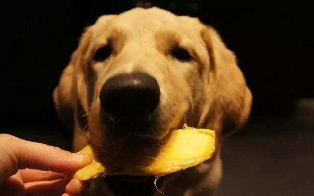 狗可以吃芒果嗎?給狗狗吃芒果有什么好處