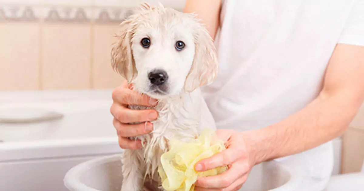 我應該多久給我的狗洗澡一次？頻繁給狗狗洗澡的危害