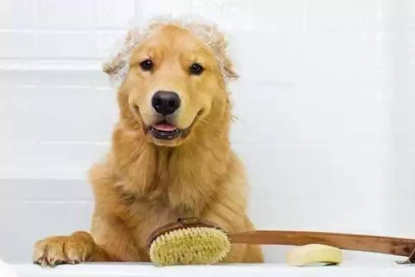 如何給狗洗澡