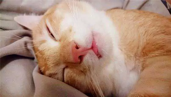 貓打鼾嗎？貓咪睡覺打鼾正常嗎