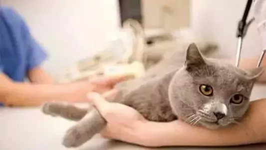 如何判斷貓是否發燒？檢查你的貓的身體