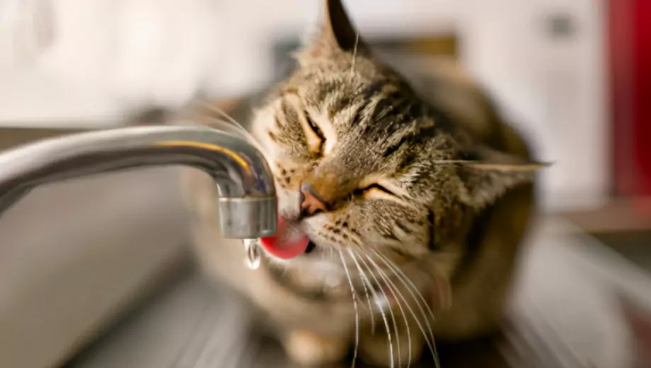 為什么貓不喜歡水？貓怕水的原因