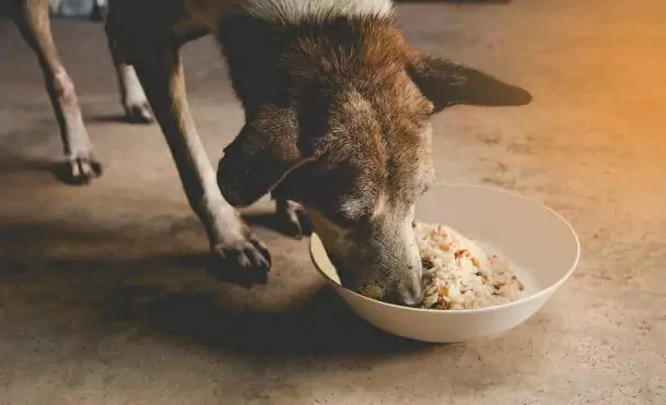 大米對狗有好處嗎？狗狗吃白米飯的好處