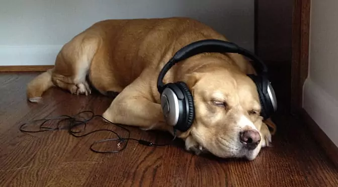 狗喜歡音樂嗎？狗狗喜歡什么音樂呢？