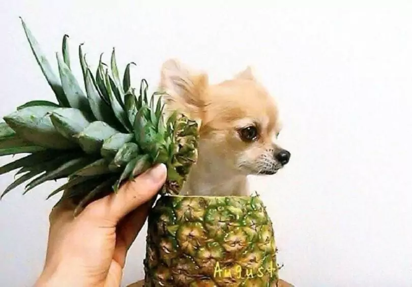 菠蘿對狗有害嗎