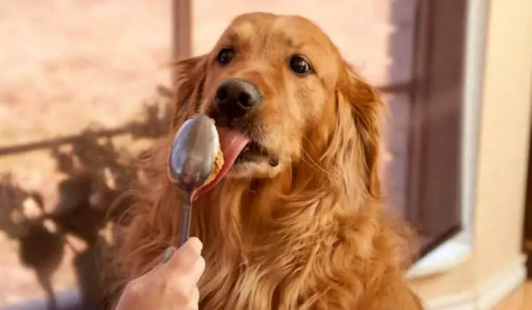 狗能吃花生醬嗎？狗狗吃花生醬健康嗎？