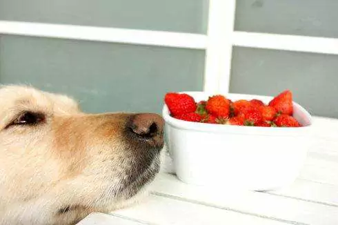 狗能吃草莓嗎？狗吃水果的注意事項