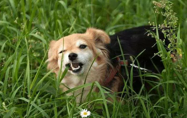為什么我的狗吃草？給狗催吐的方法