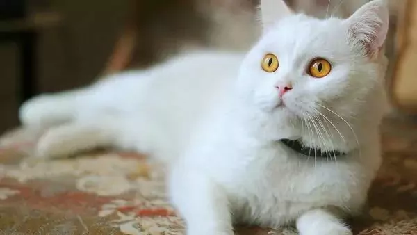 如何自然去除貓身上的跳蚤？貓咪身上為什么會有跳蚤？